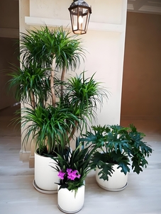 专业绿化修剪,鄞州的清新颜值由它守护><div class=