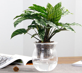 余姚花卉租赁设计